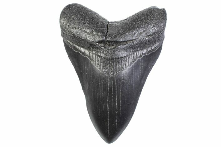 Fossil Megalodon Tooth - South Carolina #371961